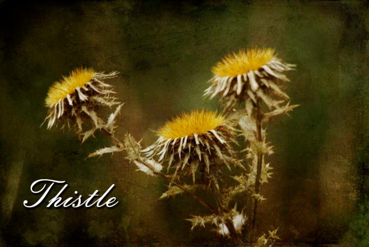 A thistle and textures combined to make a grungy looking image