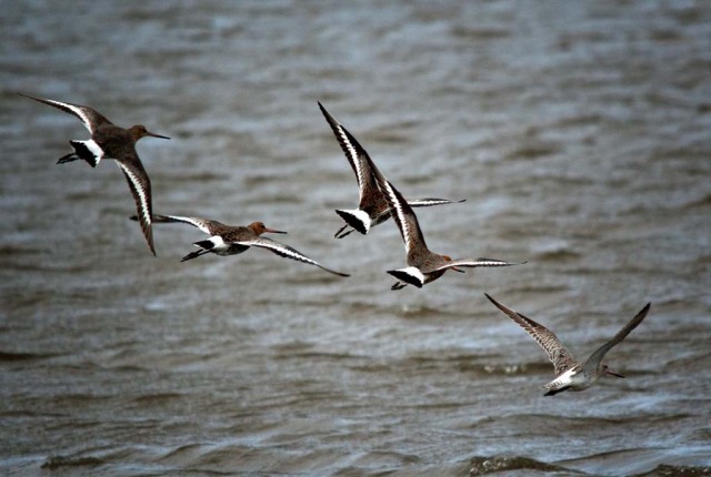 A group of Sandpipers in flight over water