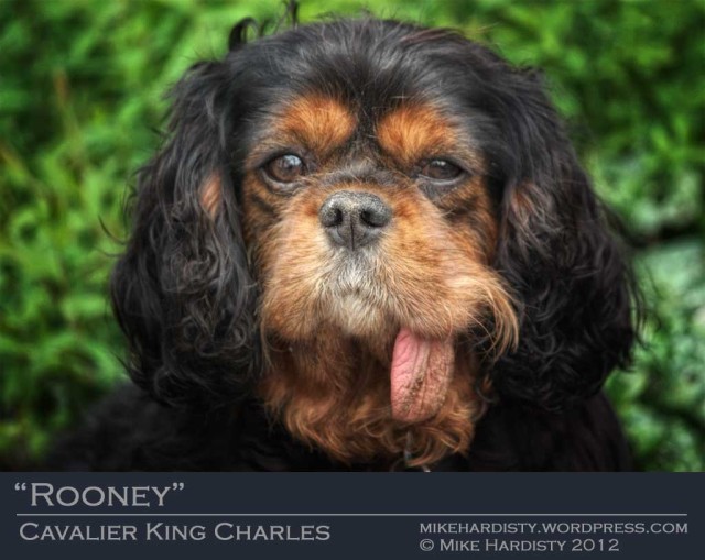 Amantra Rooney, a cute black and tan Cavalier King Charles Spaniel